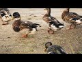 Наблюдение за птицами. Дикие утки отдыхают на берегу озера | Зарисовка