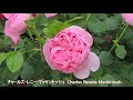 横浜市港の見える丘公園　イングリッシュローズ1　バラ図鑑　Hill Park with Yokohama Port View English Rose 1