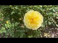 Huntington Rose Garden, Spring 2024 🌹 Beautiful Rose Varieties I Haven’t Seen Before