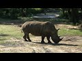 Kilimanjaro Safaris Full POV Ride at Disney's Animal Kingdom w/Lion King Spiel on Movie Opening Day