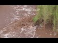 8/21/2023 Oracle Junction, AZ - Small FLASH FLOOD in Big Wash after Downburst in Severe Thunderstorm