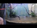 AWESOME Kribensis tank build!! 36 g for BEAUTIFUL fish!