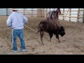 Buffalo Roping2