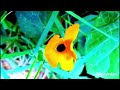 Beautiful Relaxing Music Amazing Flowers For Stress Relief