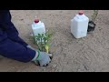 How to make a homemade drip irrigation system with cheap plastic bottles easy and fast.