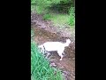 Orion the Lion Plays in a Stream