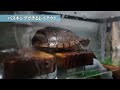 【亀飼育】カメの水槽レイアウトの基本を１から解説！陸地・浮島を適切に設置して、脱走・溺れを防ぎ、快適な飼育環境を目指そう！【クサガメ・イシガメ・ミドリガメ等】