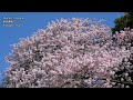 東京の桜の名所５選  5 Top cherry blossom spots in Tokyo 千鳥ヶ淵  上野公園 隅田川 新宿御苑 目黒川 東京観光 旅行 花見 満開 sakura Ueno