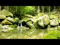 【自然の音】山奥の風そよぐ泉 / Nature Sounds - The Birdsongs in a Spring of a Ravine Blowing a Soft Breeze