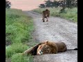 welcome to laikipia the heart of epic safaris🦁🦁