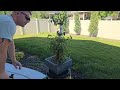 Ficus Benjamina - Bush to Bonsai 2.5