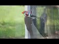 The PILEATED WOODPECKER | The LARGEST Woodpecker in North America!