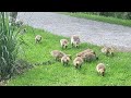 Geese and goslings at Deer Lake