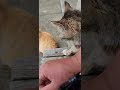 加唐島の待合所で猫と遊ぶ。(I'm playing with cats.)