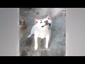 CLASSIC Dog and Cat Videos 🐱🐶😹 1 HOURS of FUNNY Clips 😂