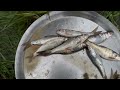 Fishing Video😱😲 || Nice to see the incredible fishing scene of the village boy || Canal fishing