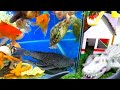 Catch Cute Animals, Rainbow Chicken, Rabbit, Turtle, Catfish, Crocodile, Goldfish, Crab