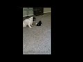 kitten does shih tzu boss fight