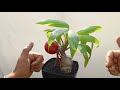 Cara menumbuhkan akar baru bonsai kelapa||How to grow new roots of coconut bonsai