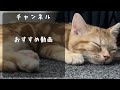 子猫の飼い主が仕事に集中できない理由