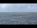 Why does this pod of dolphins stampede toward us? (Part-2)