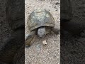 No podrán creer lo que me paso 😨😱😍♥️ tortuga comiendo 🌸🐢 después de 3 meces 😨🥰