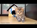 Cute Cats & Cute Kittens Video Compilation