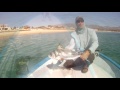 Baja on the Fly