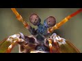 The Snail-Smashing, Fish-Spearing, Eye-Popping Mantis Shrimp | Deep Look