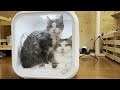 The tragic ending of Mom who gave two cats a bath at the same time.