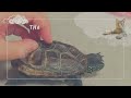 【解説】もなちゃん・小雪ちゃん・スケボー亀の見分け方【Differences between Mona-chan, Koyuki-chan, and Skateboarding Turtle】