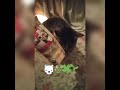 Senior cat reacts to catnip 💚🌿😻❤ (watch until the end for maximum effect!)