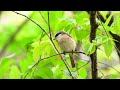 紅尾伯勞--Brown Shrike