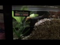 New Red Eyed Tree Frog Paludarium