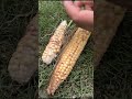 Corn #organic #garden #villagelife #My garden vlogs # harvesting corn