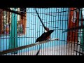 super beautiful relaxing bird sounds  @KEBUMENNKICAU99  #relaxing