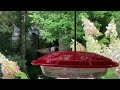 Hummingbirds Fighting