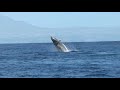 Whales Showing Off in Cabo San Lucas