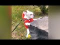 😹 IMPOSSIBLE TRY NOT TO LAUGH 😹 Funny Animal Moments 2024 ❤️😆