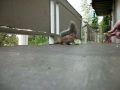 squirrel attack!!!