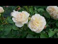 Ikuta Ryokuchi Park Rose Garden 2019 #4K #生田緑地ばら苑