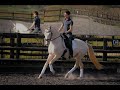 Kambarbay - Akhal Teke - Dressage Training 2012