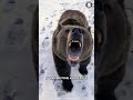 Brown Bear 🐻 The Ferocious Side of These Furry Giants!