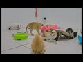😹 Funniest Cats and Dogs ❤️😅 Best Funny Videos compilation Of The Month 🤣😹