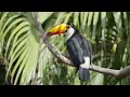 Discover the Colorful World of the Toucan | Fascinating Facts & Stunning Footage