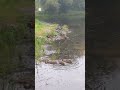 Ducklings and birdwatching on the foggy mountain lake