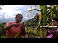 it's harvest time || let's harvest some vegetables and corn with mom|| organic vegetables and corn 🌽