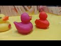 Ducks (Stopmotion)