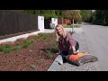 Planting Sesleria Grass in my Front Borderand first TULIPS  and Spring Blooms | Garden with Marta