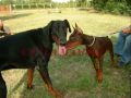 Allevamento Doberman Carybdis 1.mpg